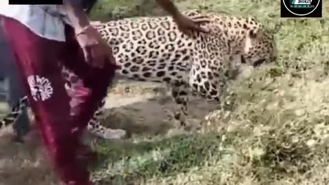 Friends between leopard and India'people