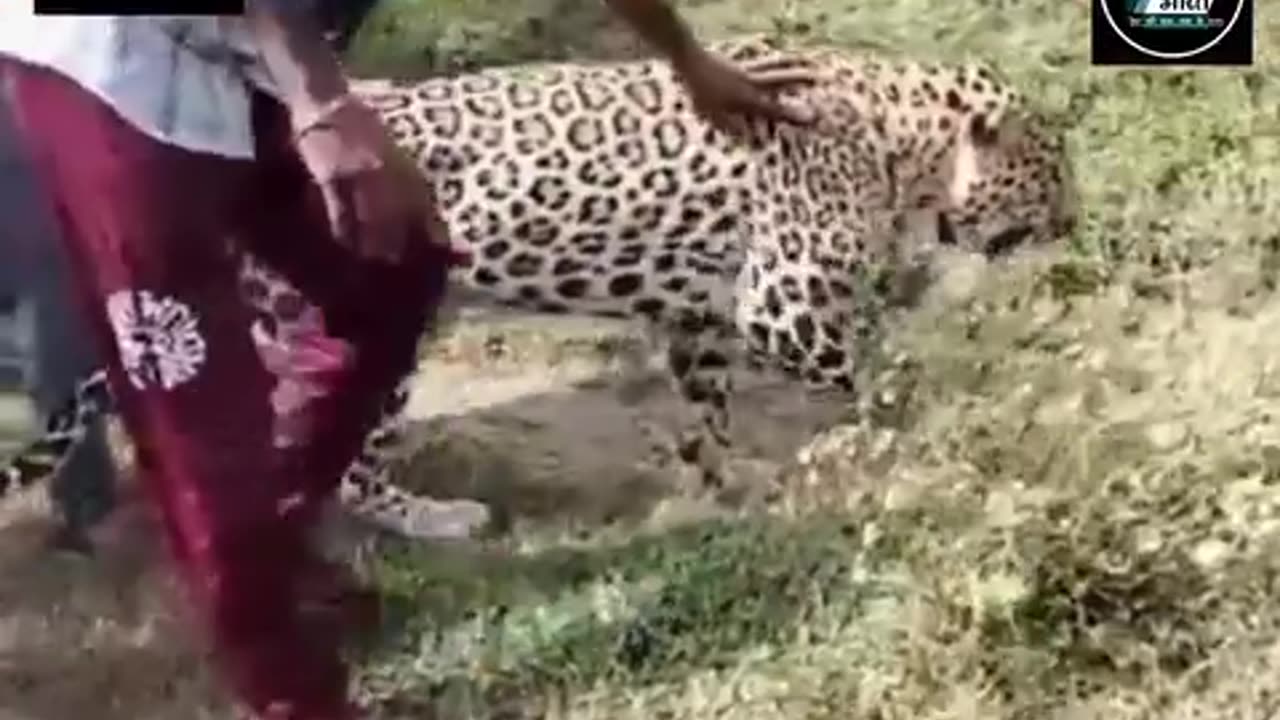 Friends between leopard and India'people