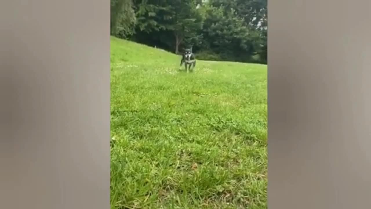 funny dogs