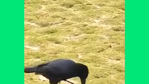 Story Thirst Crow in Real