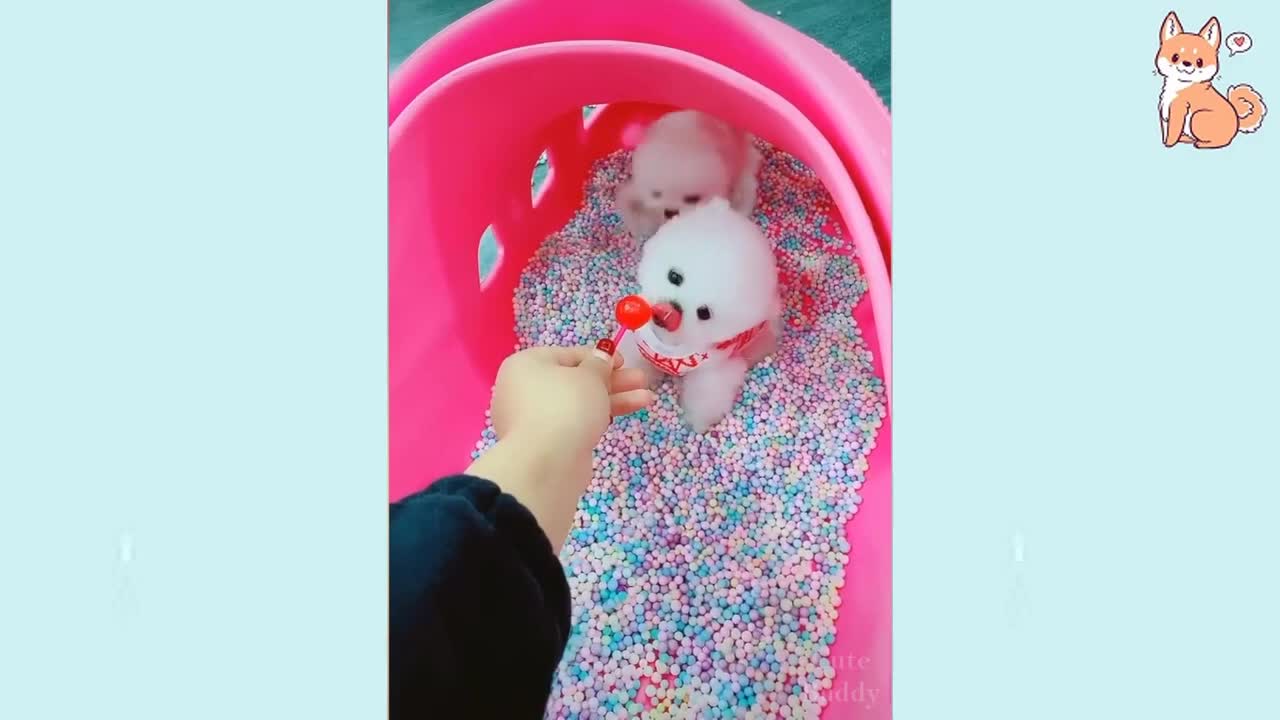 funny dog part 12