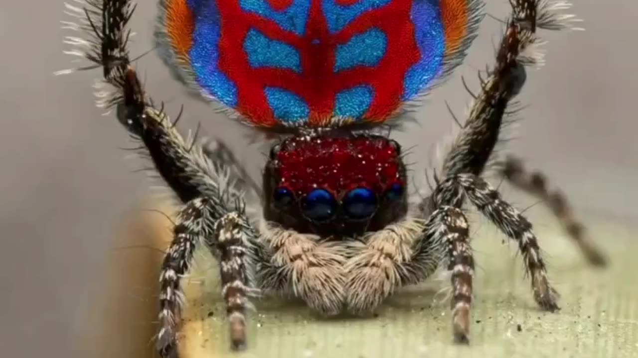 Spider dance