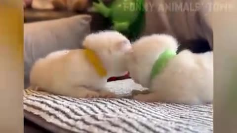Funny Animal🤣🤣