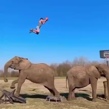 Powered by Perseverance: Finding Inspiration in the Unlikely Feats of an Elephant-Powered Acrobat