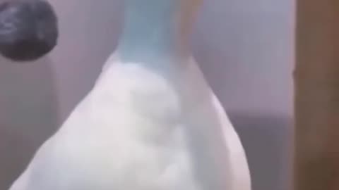 funny donkey and duck