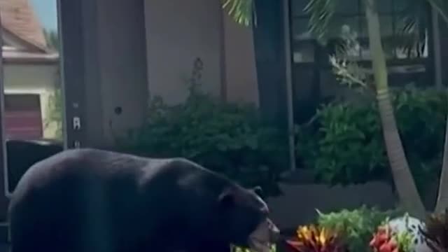 Bear wanders intoFlorida neighborhood