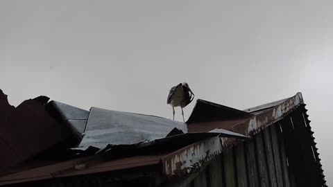 Windy day. Stork on the roof.