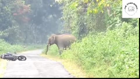 Elephant attack on a motorcyclist #éléphant #animal #animalsathome