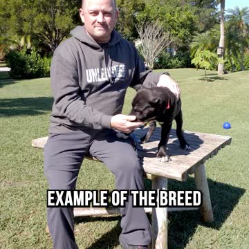 Meet Onyx, The Cane Corso Puppy