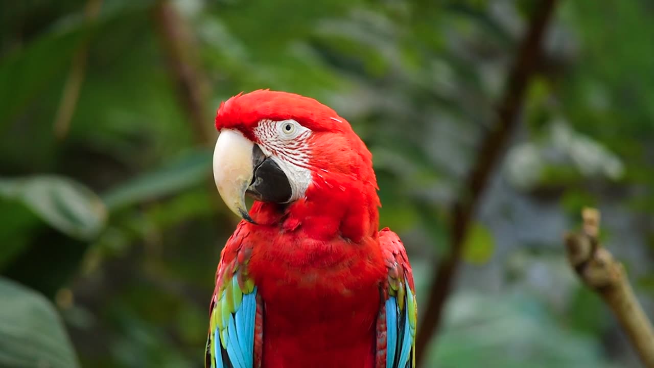 Pretty parrot