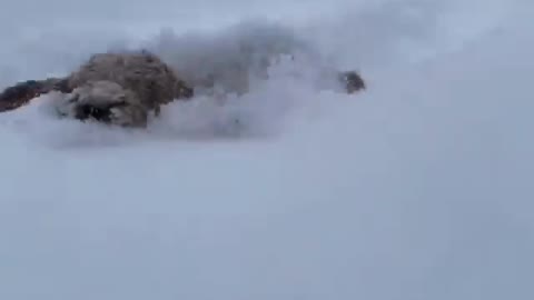 Dog having fun taking a dip in the snow