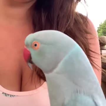 "A Beautiful Friendship" , "A Living Jewel: A Parrot's Colorful Conversation"