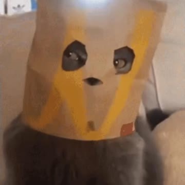 Cute Cat Gif