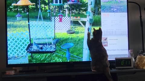 Cat enjoying live bird feeder on rumble