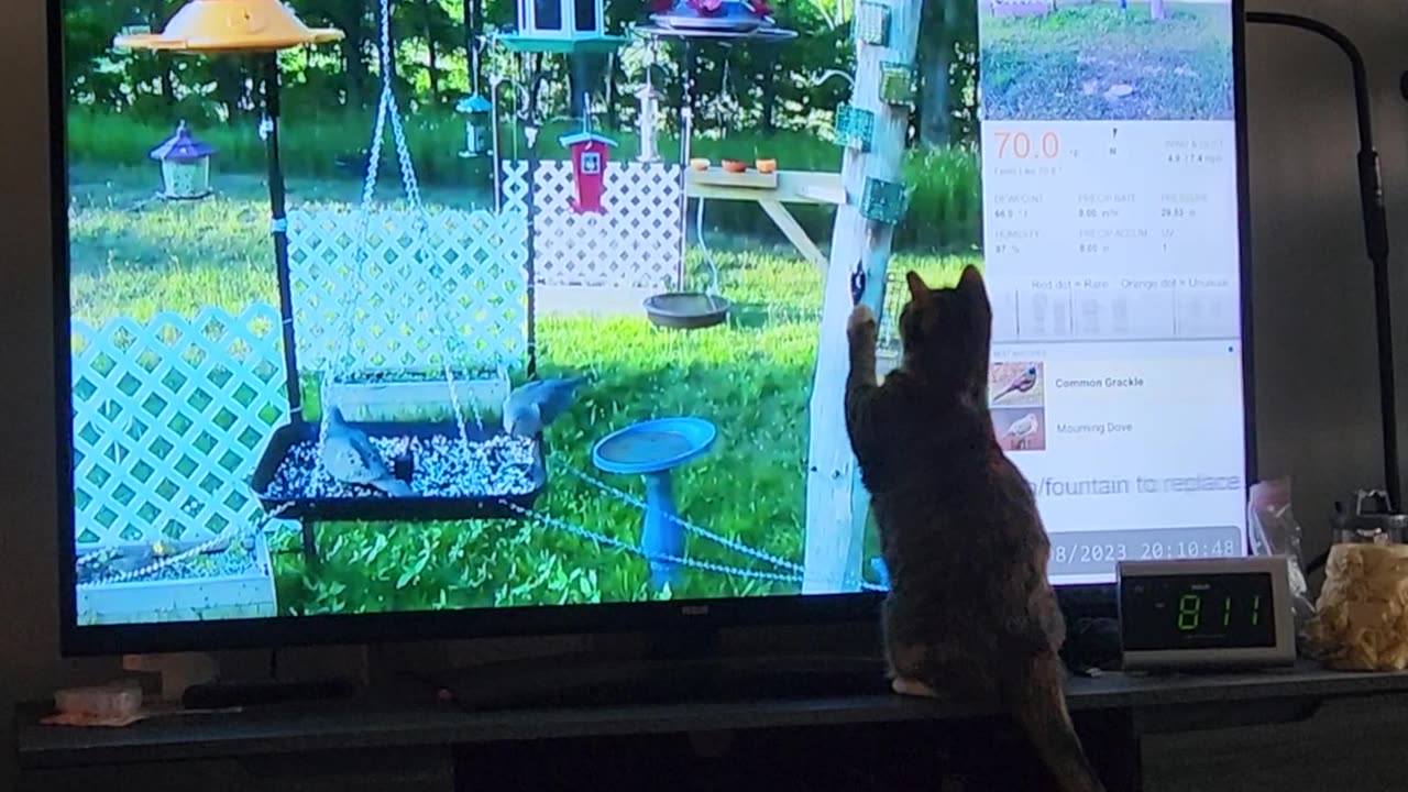 Cat enjoying live bird feeder on rumble