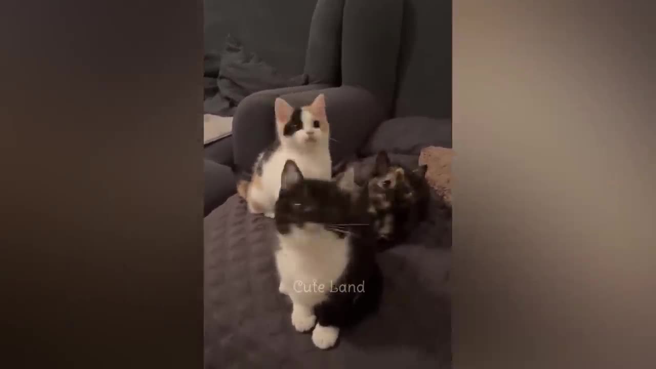 Cats funny video