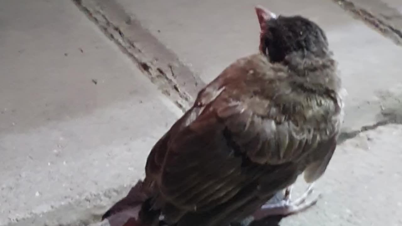 Homeless Bird