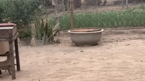 Troll Prank dog Funny and Fake Lion and Fake Tiger prank to Dog