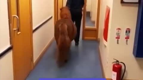 The was detained for causing “havoc” with traffic in after running away from home.