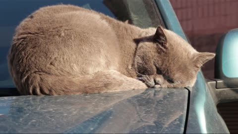 3 Minutes of the absolute cutest cats!