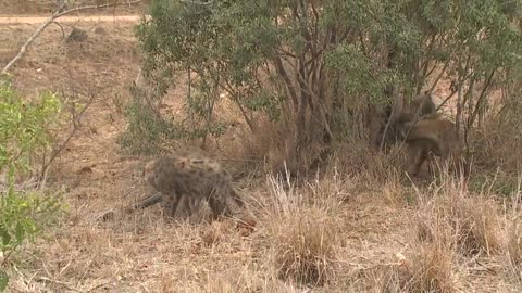 Hyena mating