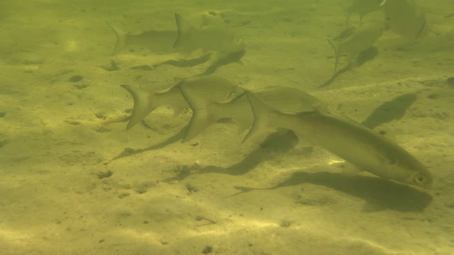 Underwater video Snorkeling