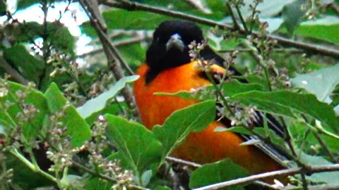 Oriole