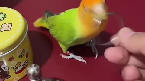Intelegently parrot 👍👋👋