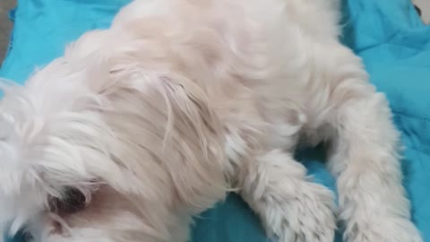 Snoopy is tired but he still gets some boops