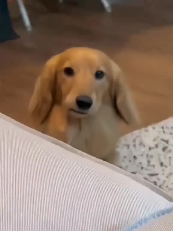 cute pet ever 2023#petsoftiktok #animals #animalsoftiktok #petssoftiktok #dogsoftiktok #catsoftiktok