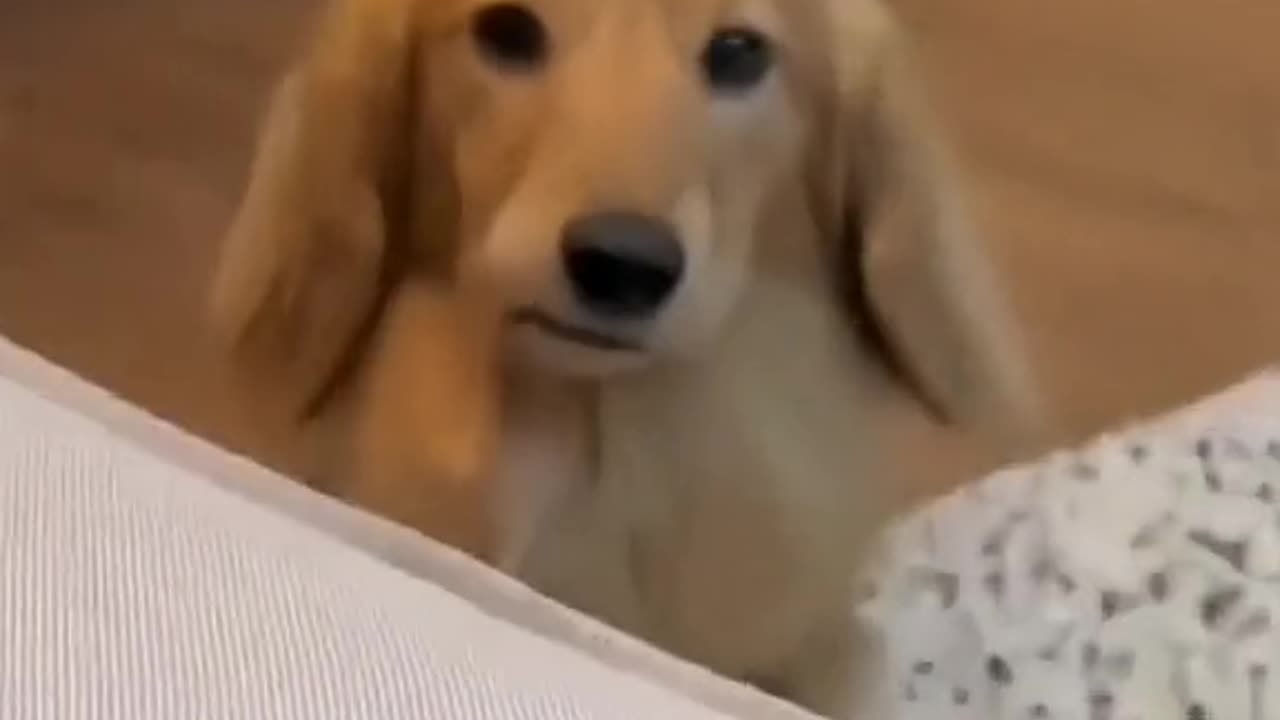 cute pet ever 2023#petsoftiktok #animals #animalsoftiktok #petssoftiktok #dogsoftiktok #catsoftiktok