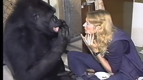 A Conversation With Koko