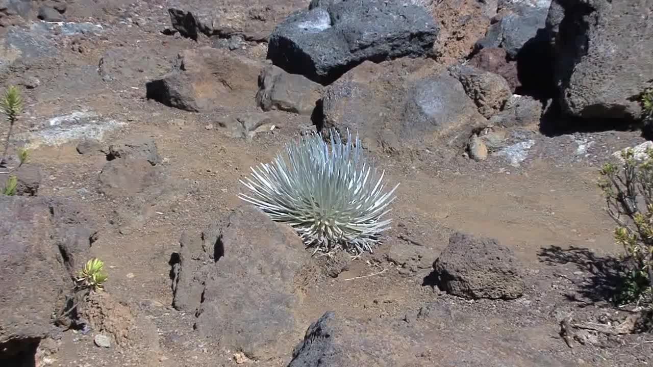 Maui Zooms on silver sword Haleakala