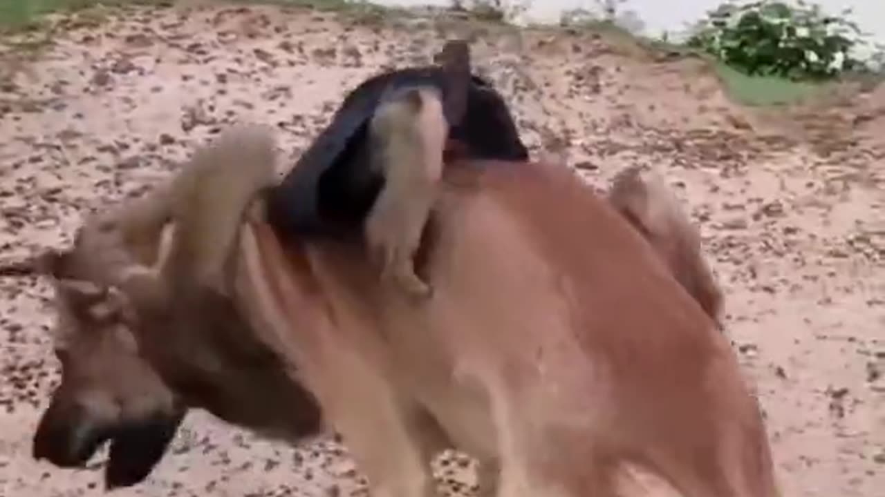 Funny fight between dog and monkey