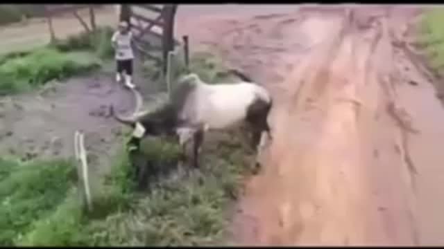 Cow vs dog