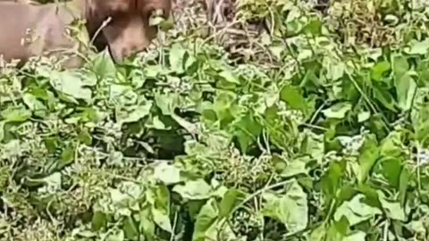 hunting dog