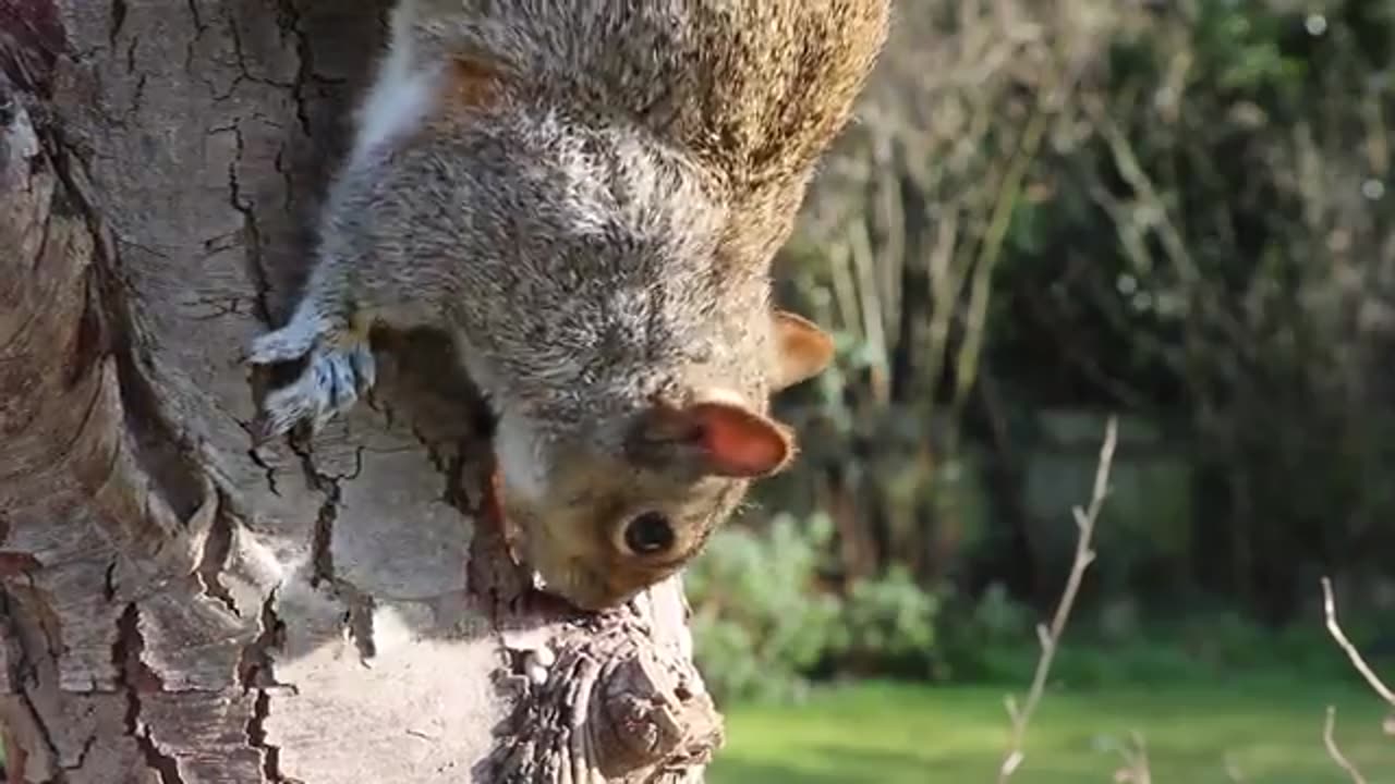 Squirrel 🐿️ iting tree 🌲