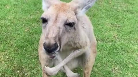 The kangaroo