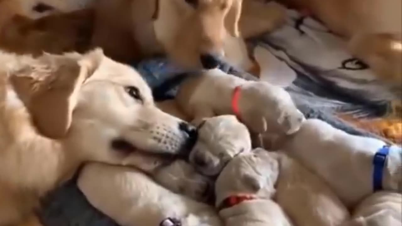 Funny Puppys