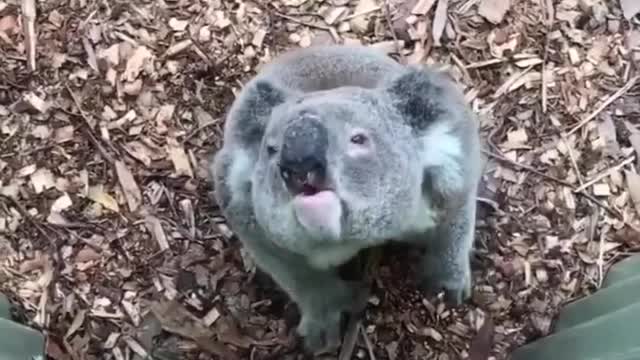 silly koala funny