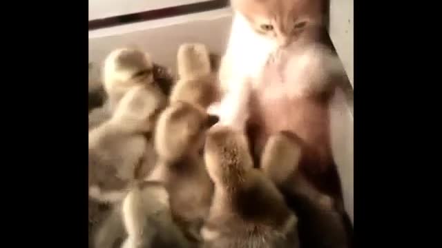 A kitten surrounded by ducks