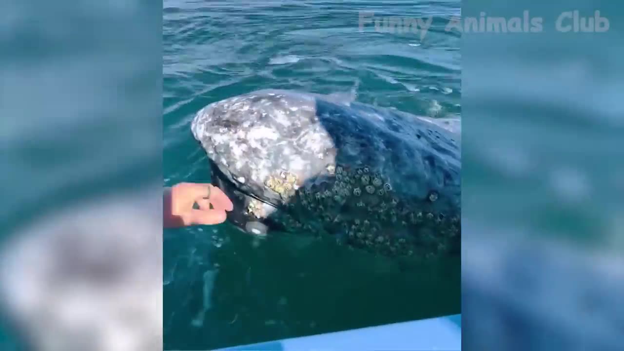 Funniest Animal Video 😂- Funny Cats😹and Crazy Dogs🐶 Videos 2023