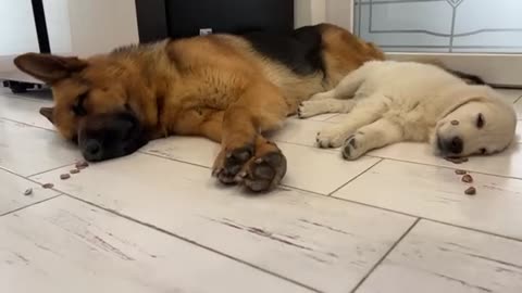 Trying to Wake up a German Shepherd and a Golden Retriever Puppy