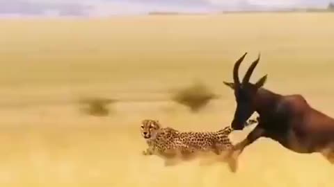 Tiger Attack to Antelope