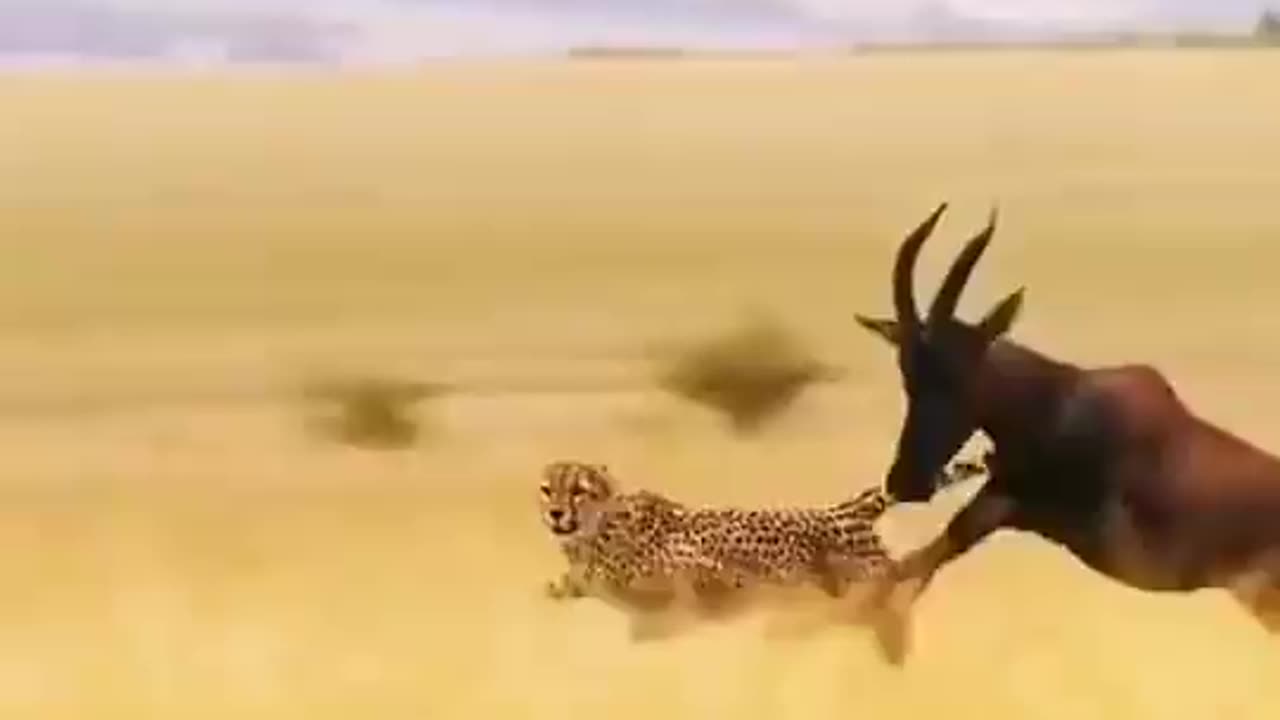 Tiger Attack to Antelope