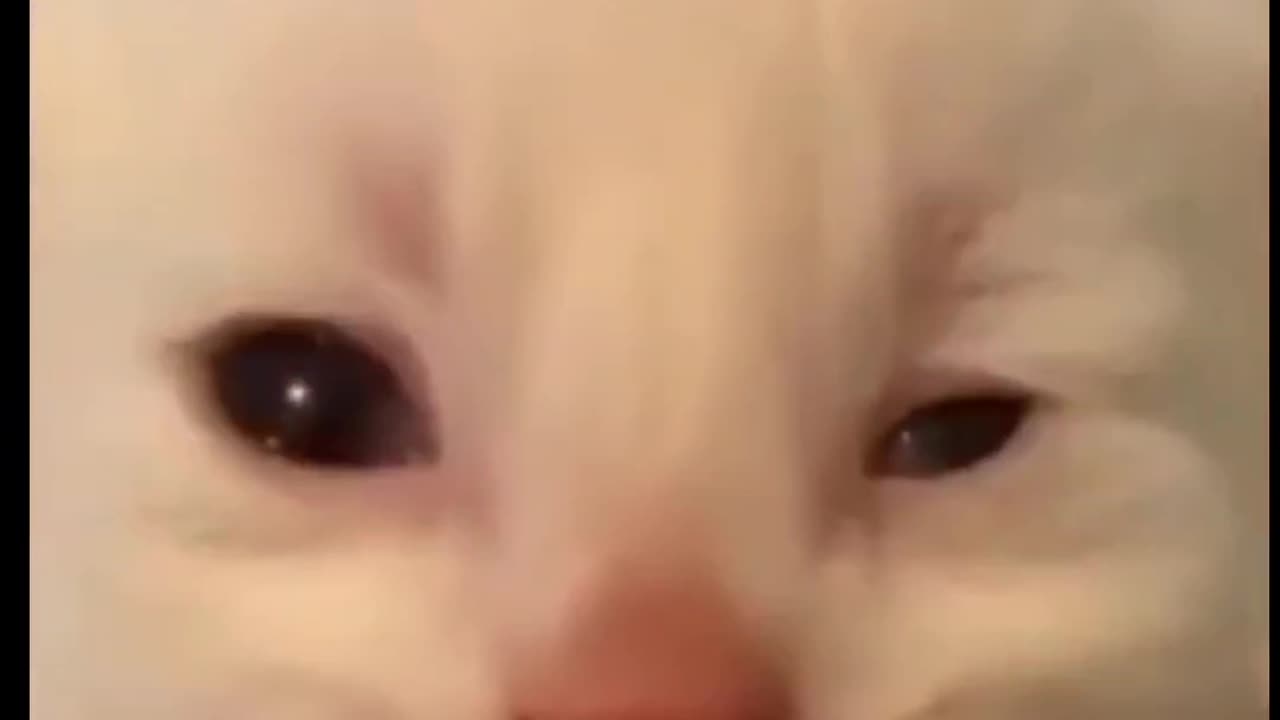 Cute and affectionate moments Witherspoon cats and dogs