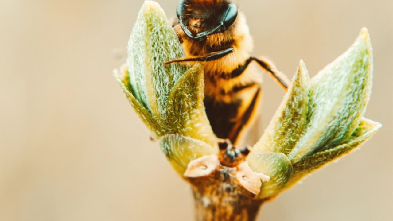 After Stinging Humans, Why Do Bees Die? https://tinyurl.com/beesarticle