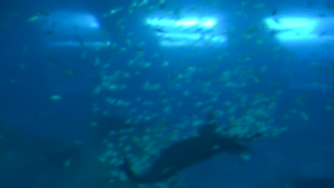 Manta Ray at the SEA Aquarium, Singapore