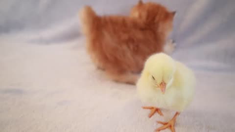 Kittens walk with a tiny chicken