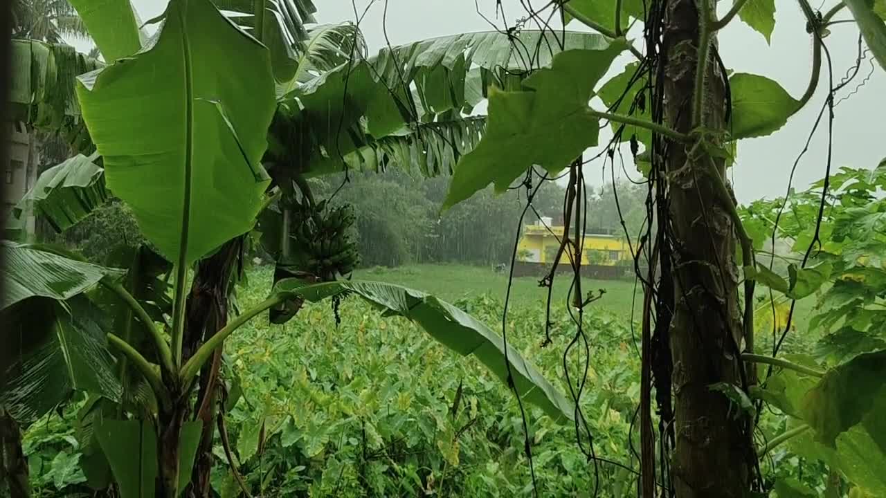 Heavy Rainfall On A Rainy Day